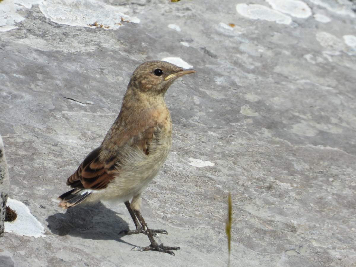 Northern Wheatear - ML638107938