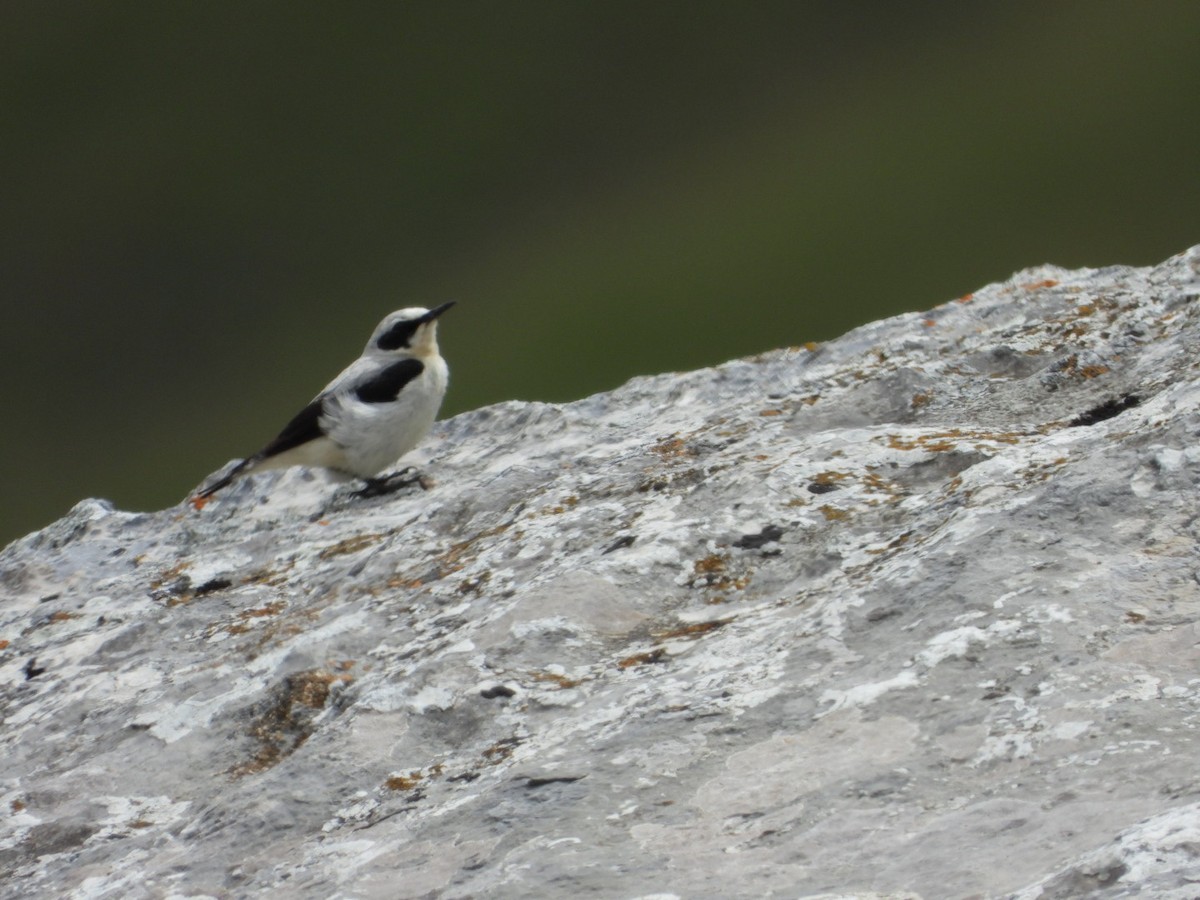 Northern Wheatear - ML638107948