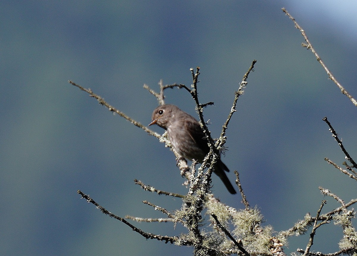 Dark-sided Flycatcher - ML638107975