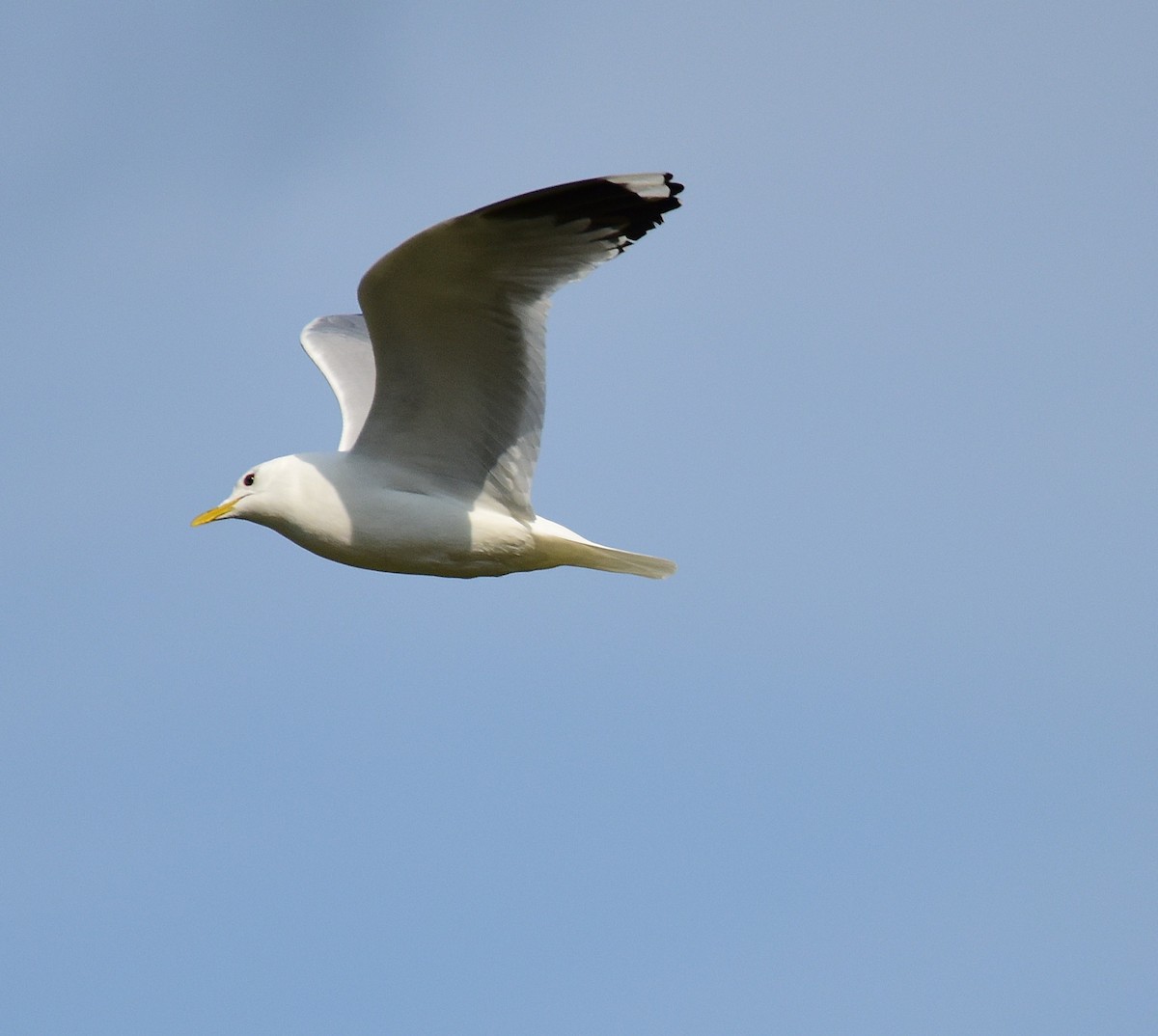 Common Gull (European) - ML638108004