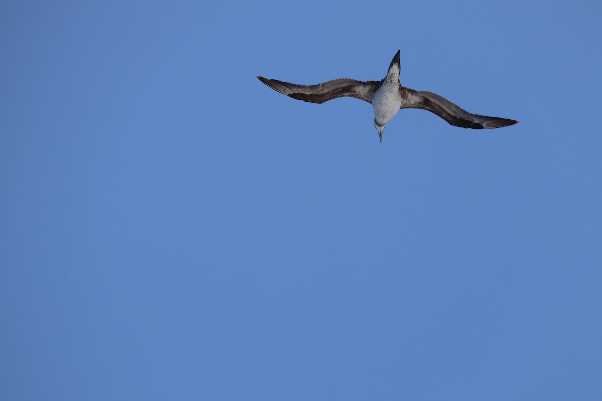Northern Gannet - ML638108025