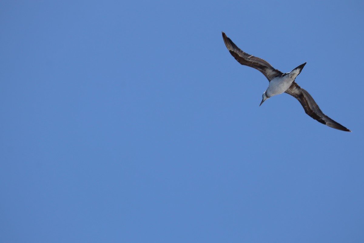 Northern Gannet - ML638108027