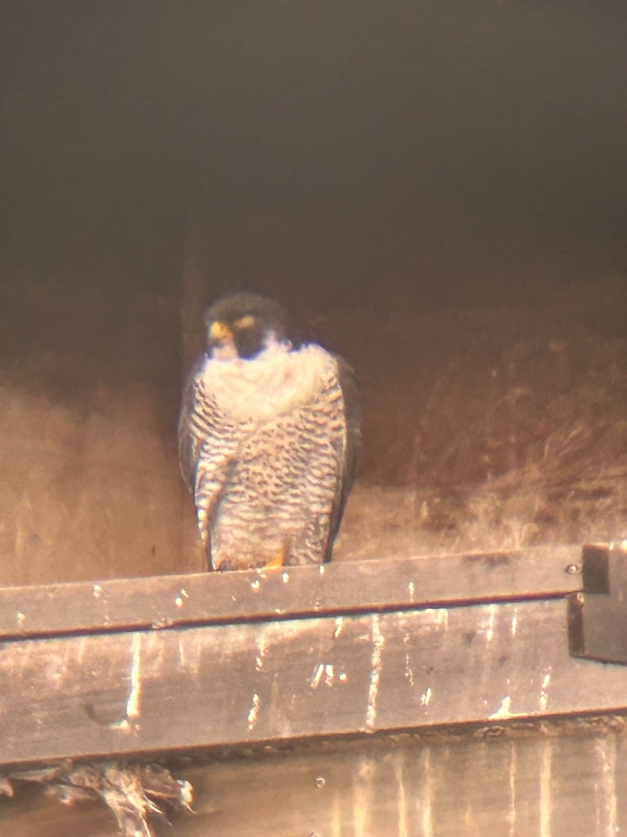 Peregrine Falcon - ML638108068