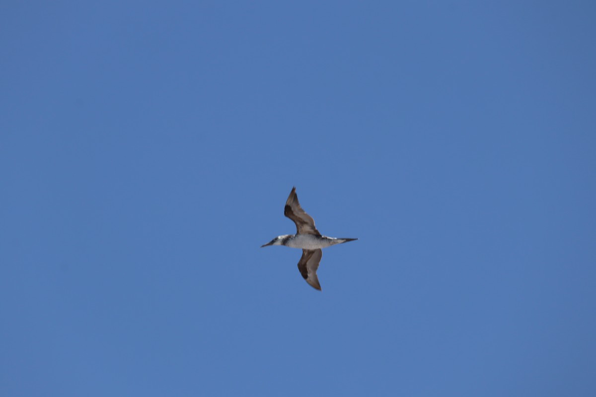 Northern Gannet - ML638108089
