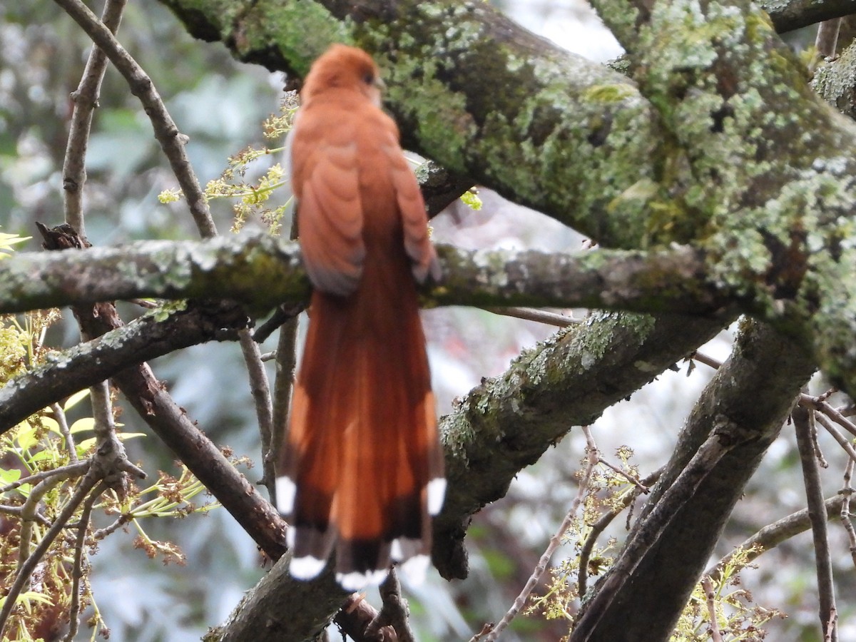 Squirrel Cuckoo - ML638108103