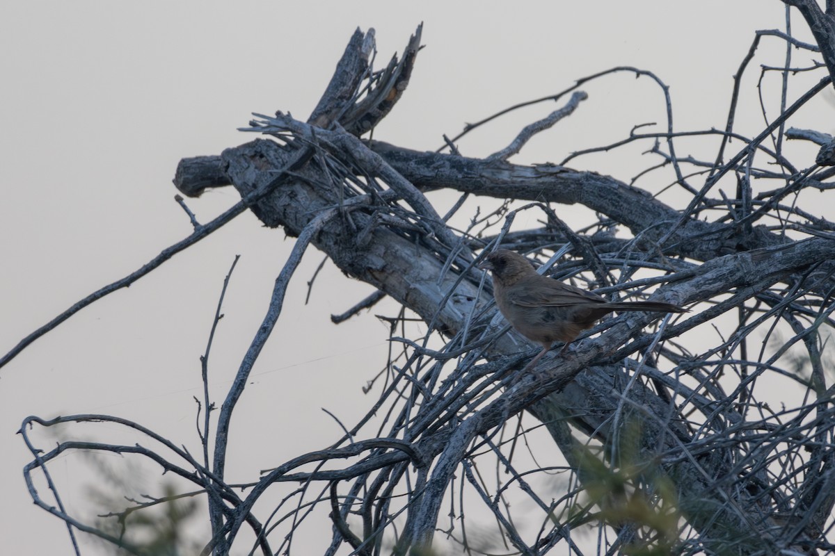 Abert's Towhee - ML638108107