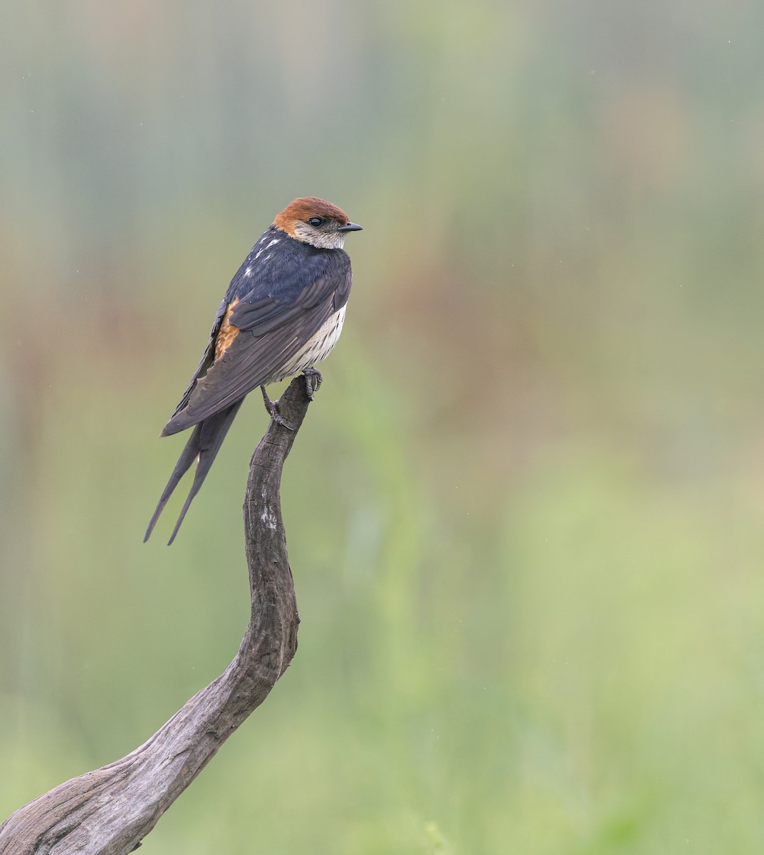 Golondrina Cabecirrufa - ML638108131
