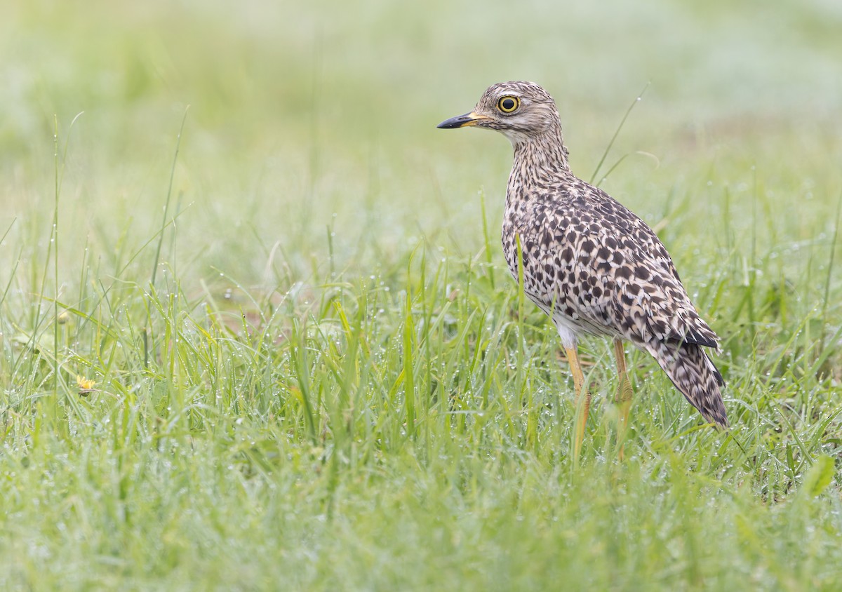 Spotted Thick-knee - ML638108137