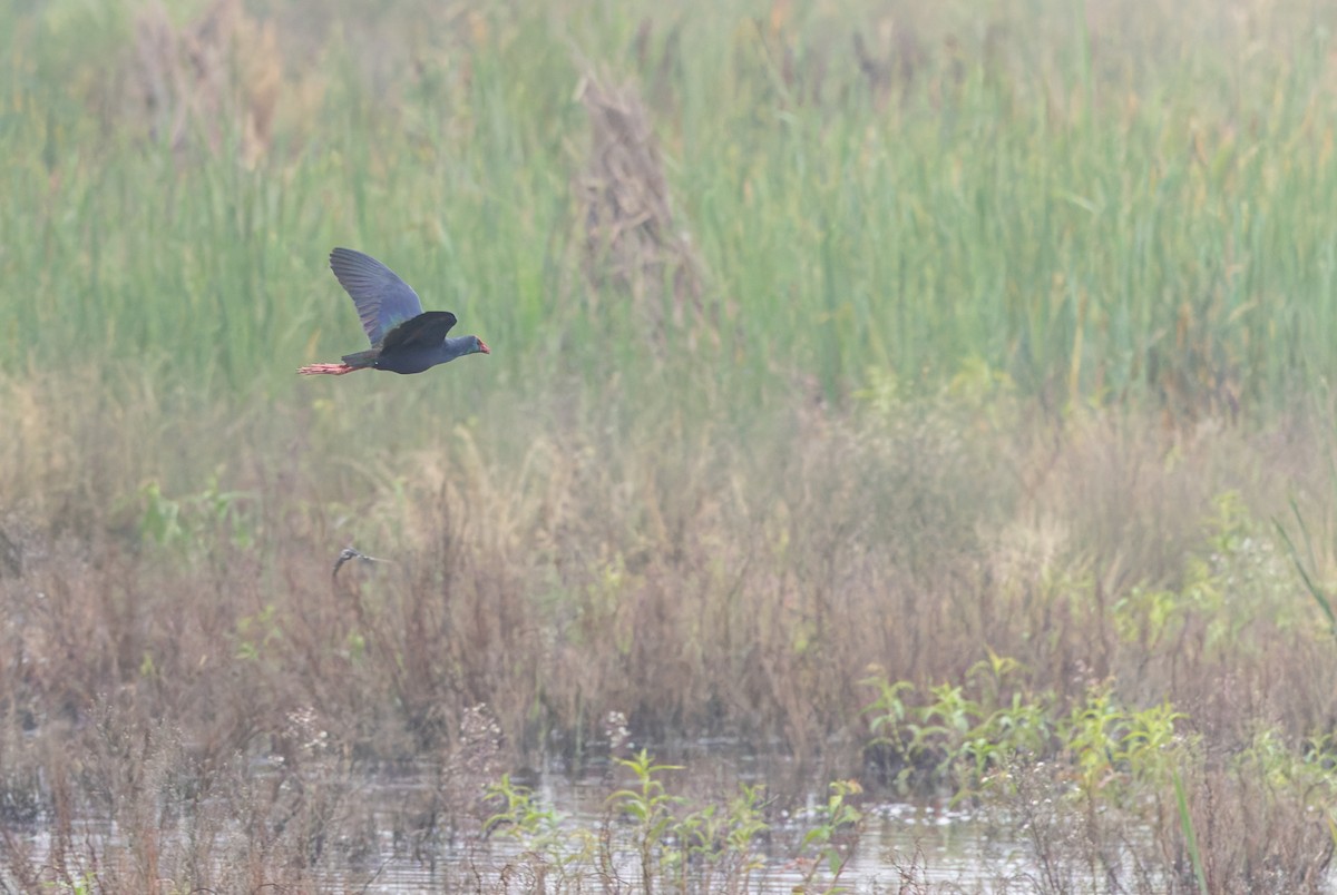 African Swamphen - ML638108176