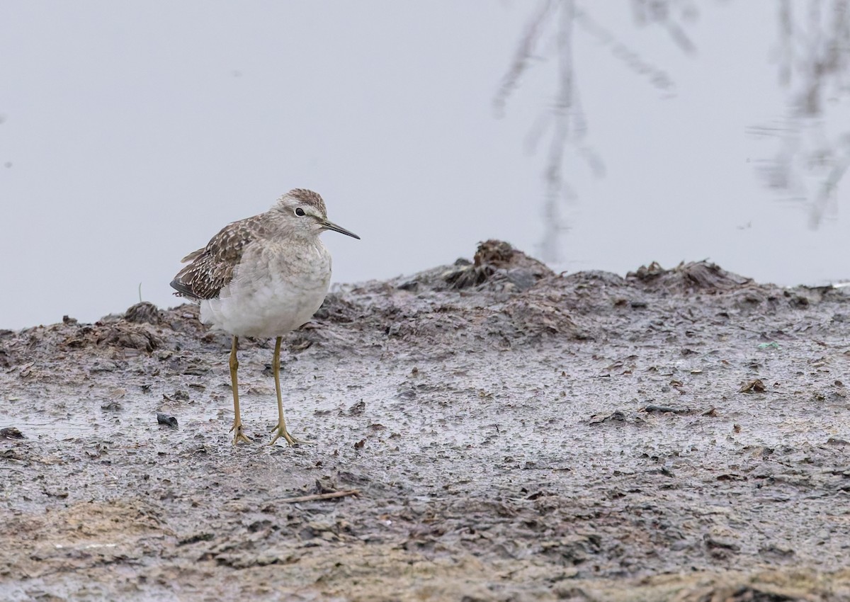 Wood Sandpiper - ML638108221