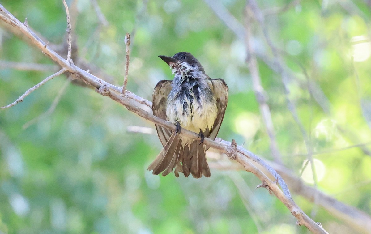 Thick-billed Kingbird - ML638108235