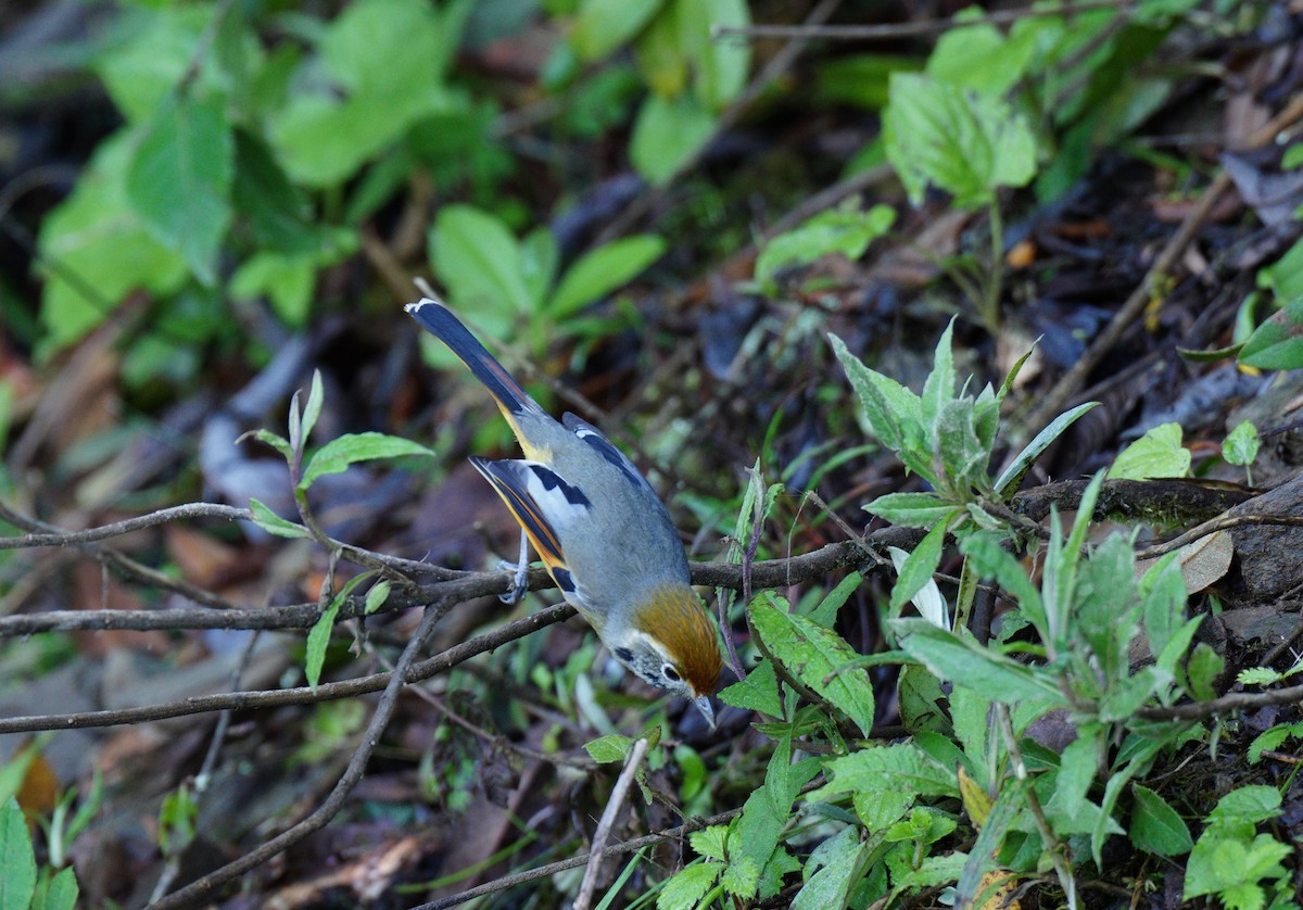 Chestnut-tailed Minla - ML638108239