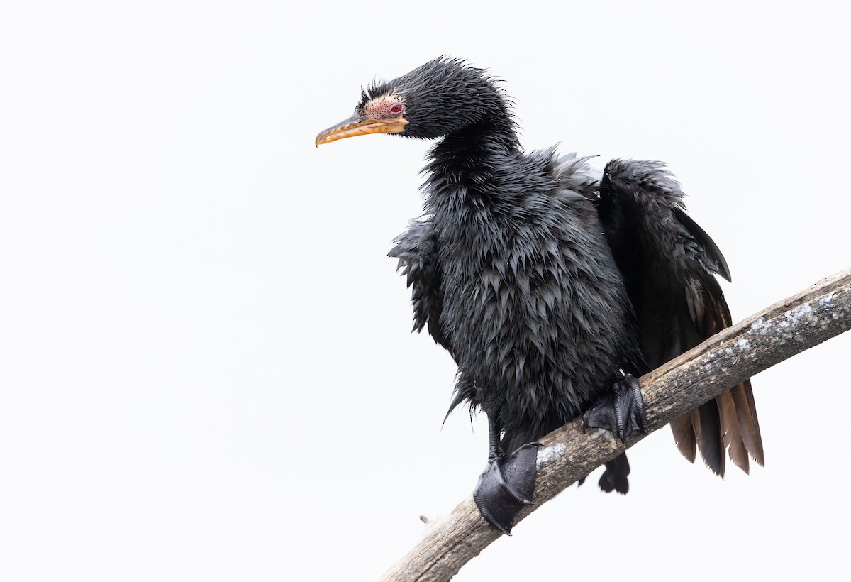 Reed Cormorant - ML638108256
