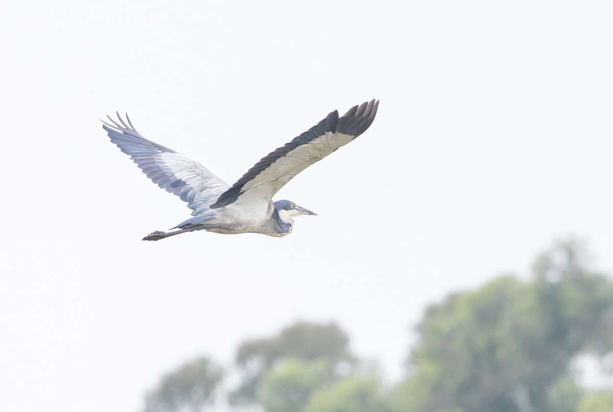 Black-headed Heron - ML638108270