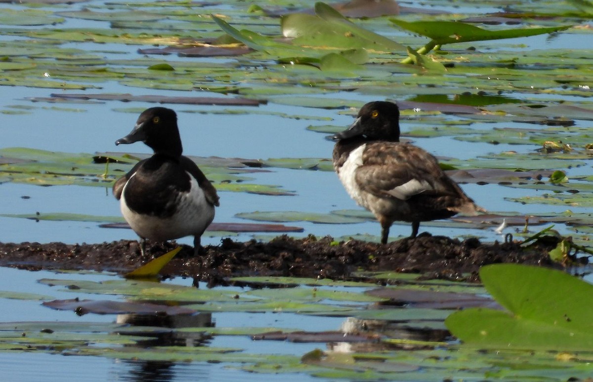 Ring-necked Duck - ML638108272