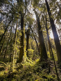 Pureora Forest Park--Waipapa Loop Walk, Otorohanga District, Waikato ...