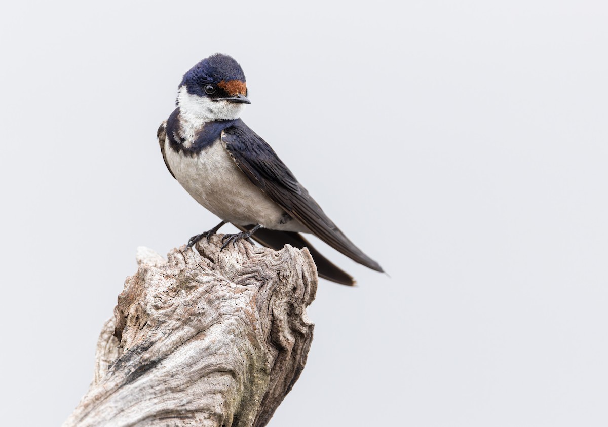 White-throated Swallow - ML638108279