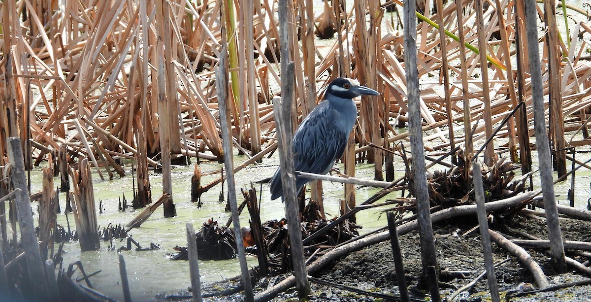 Yellow-crowned Night Heron - ML638108287