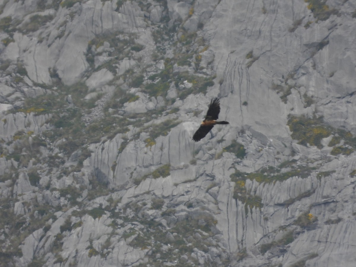 Bearded Vulture - ML638108298