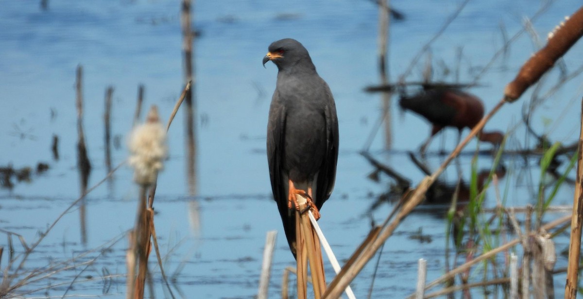Snail Kite - ML638108300
