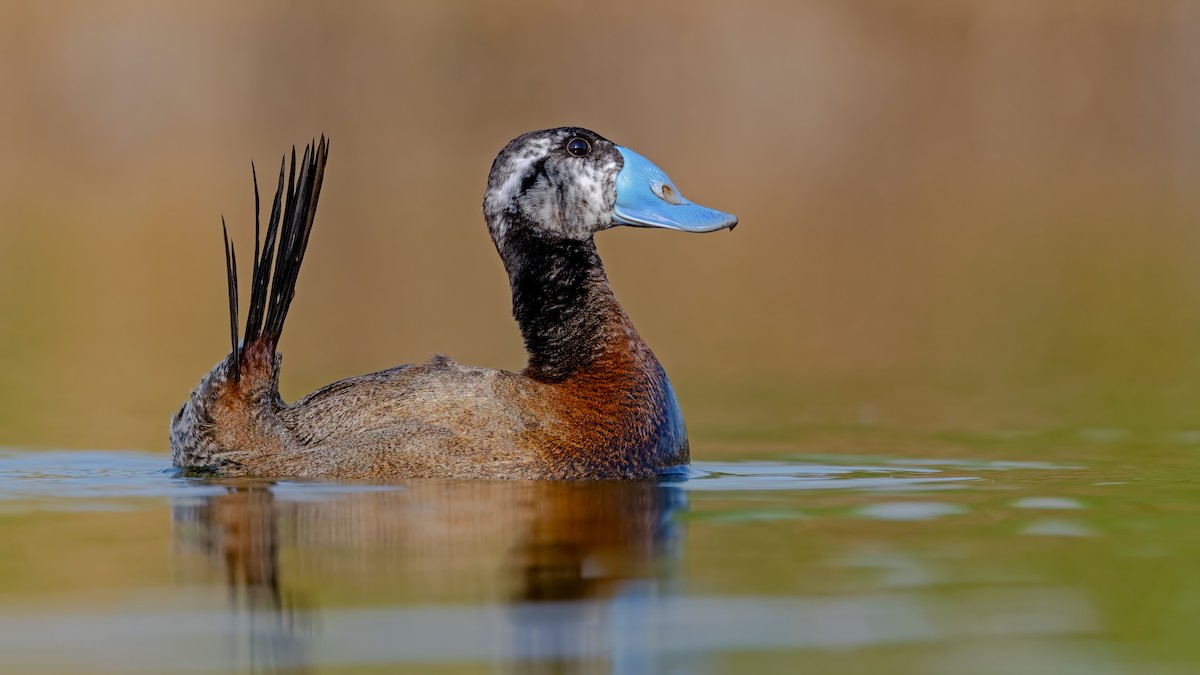 White-headed Duck - ML638108321