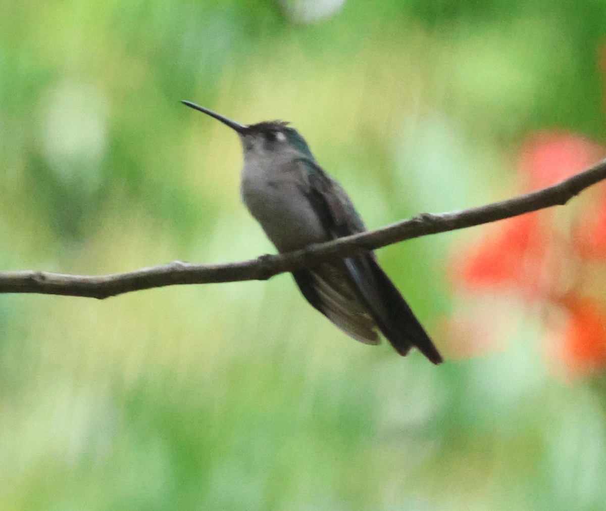 Wedge-tailed Sabrewing - ML638108330
