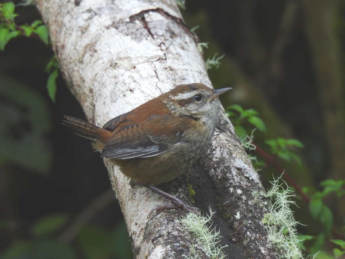 Timberline Wren - ML638108365