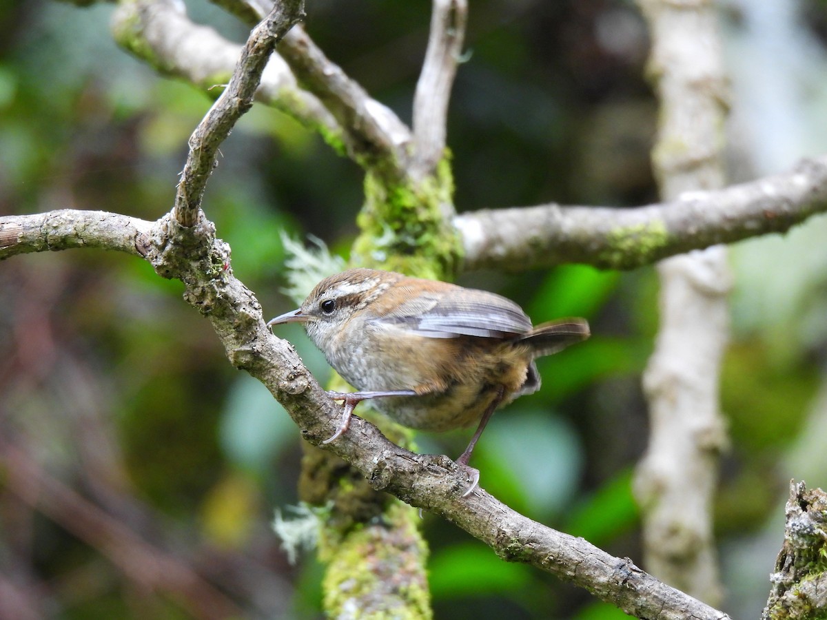Timberline Wren - ML638108366
