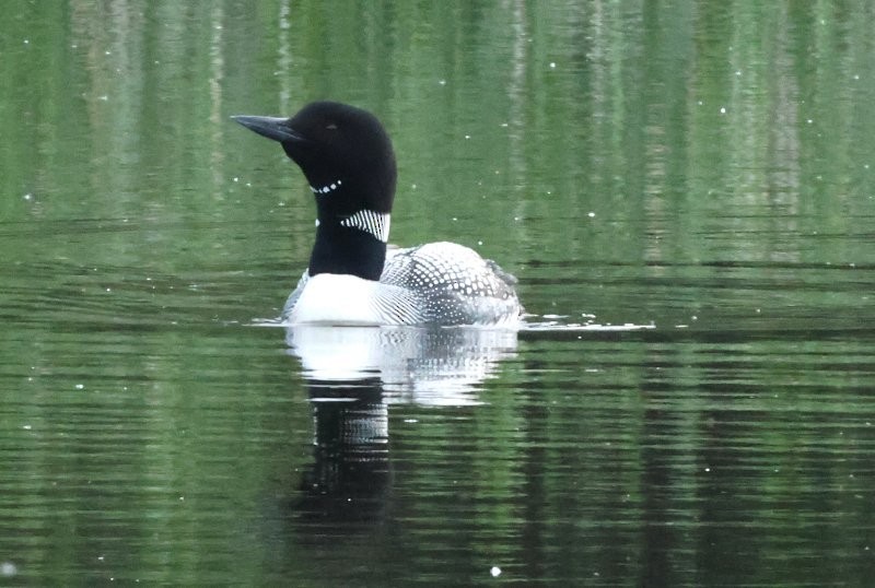 Common Loon - ML638108403