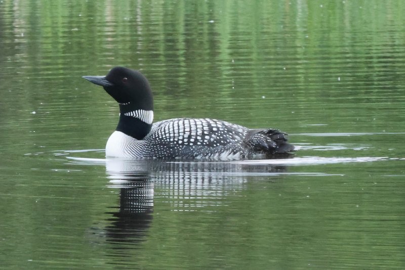 Common Loon - ML638108407