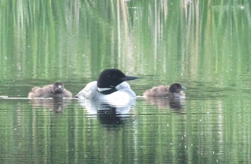 Common Loon - ML638108410