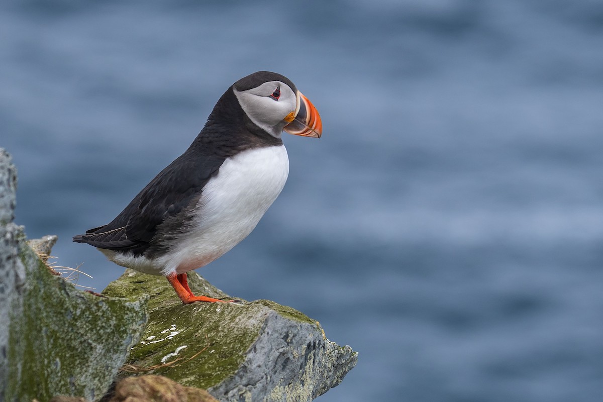Atlantic Puffin - ML638108419