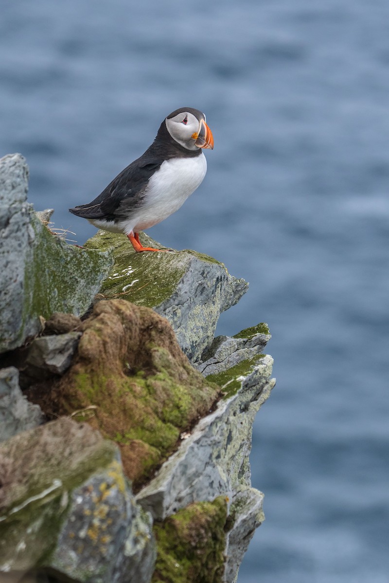 Atlantic Puffin - ML638108420