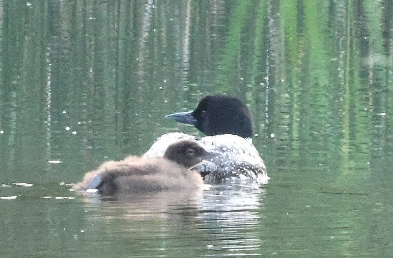 Common Loon - ML638108422