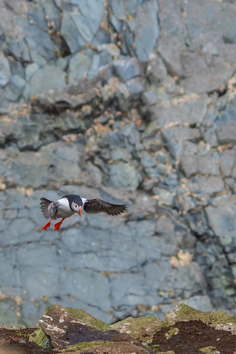 Atlantic Puffin - ML638108437