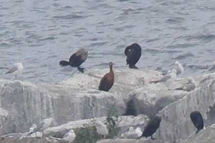 Cormorán sp. - ML638108446
