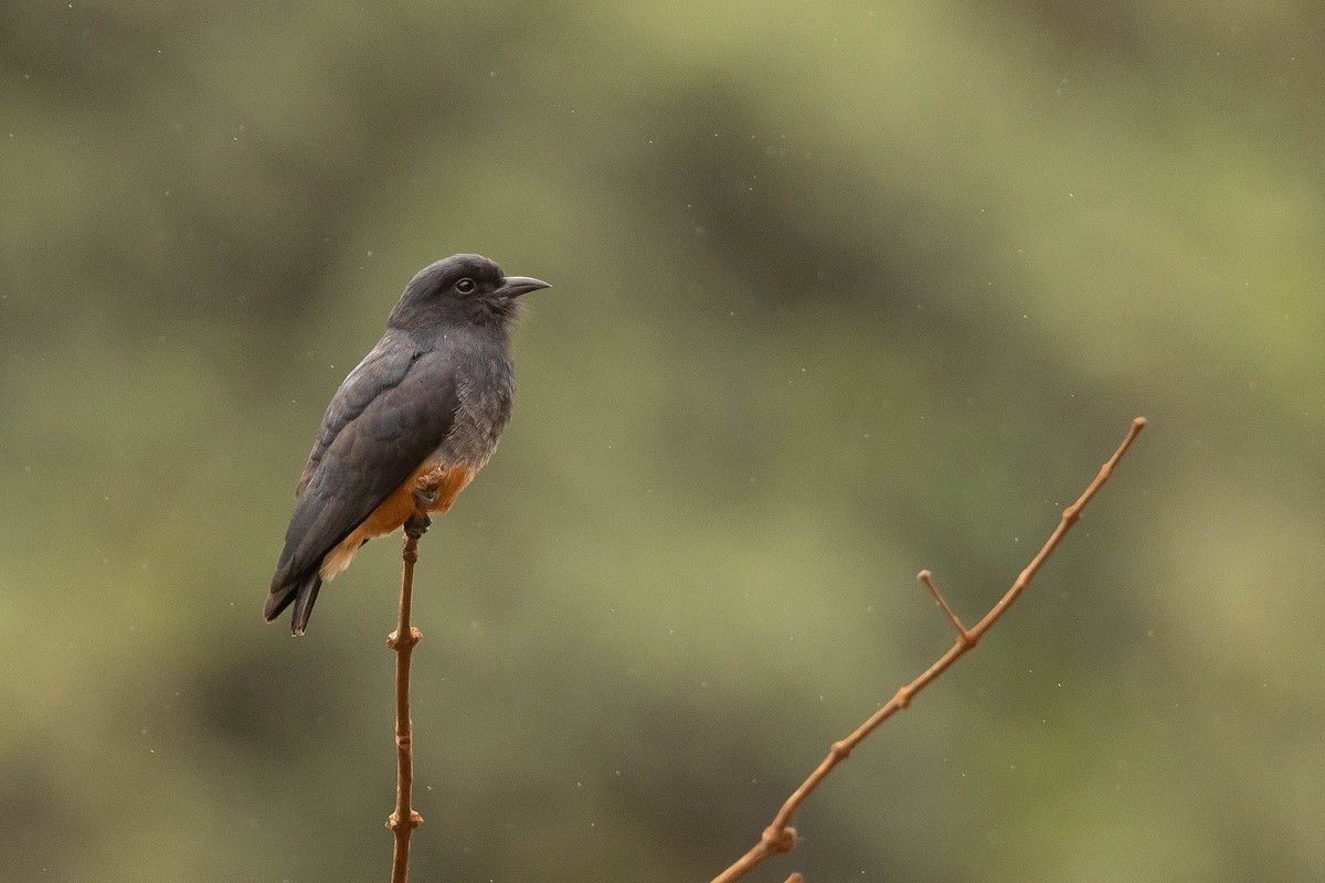 Swallow-winged Puffbird - ML638108450