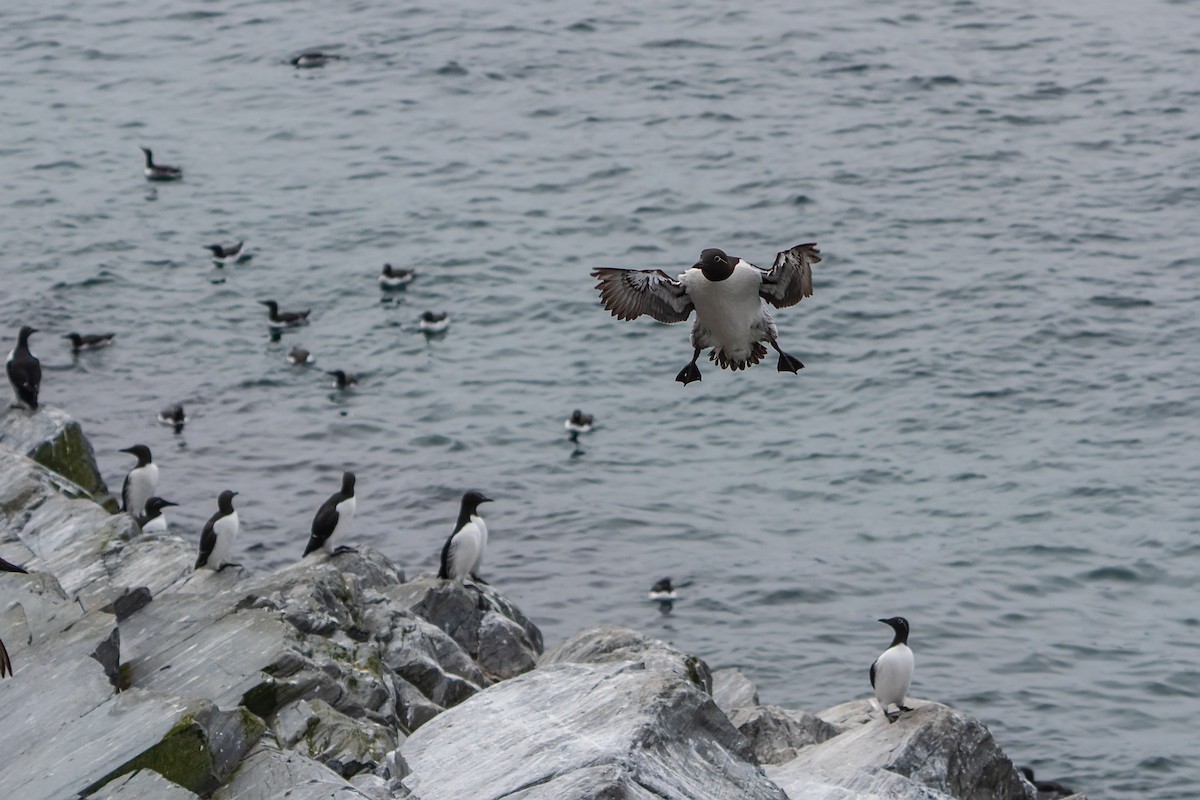 Common Murre - ML638108481