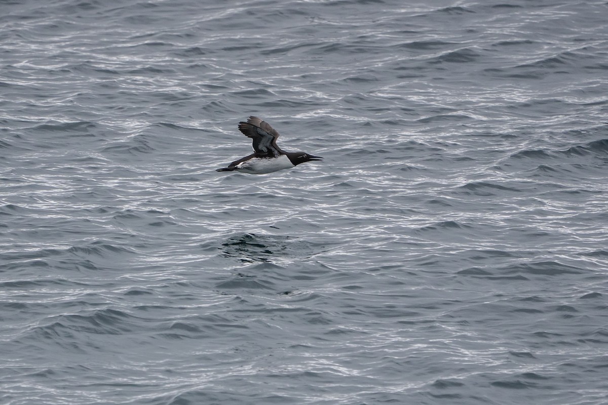 Common Murre - ML638108483