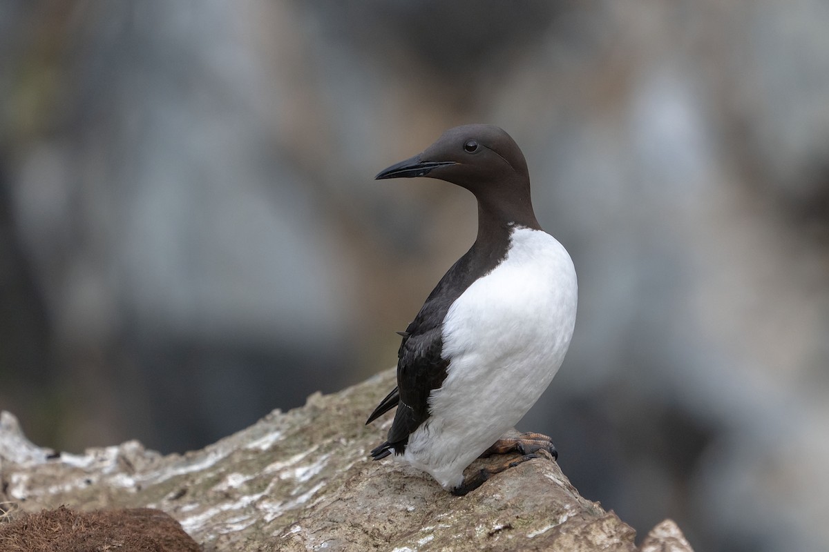 Common Murre - ML638108484