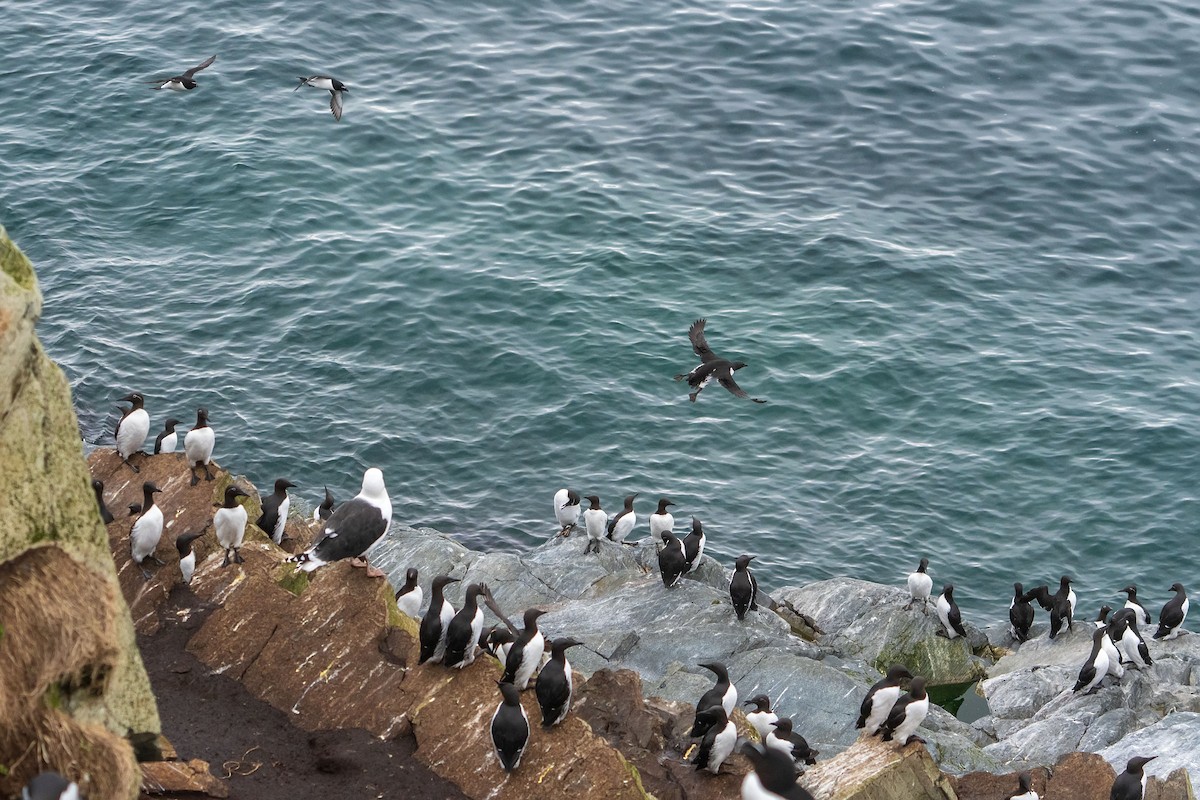 Common Murre - ML638108488