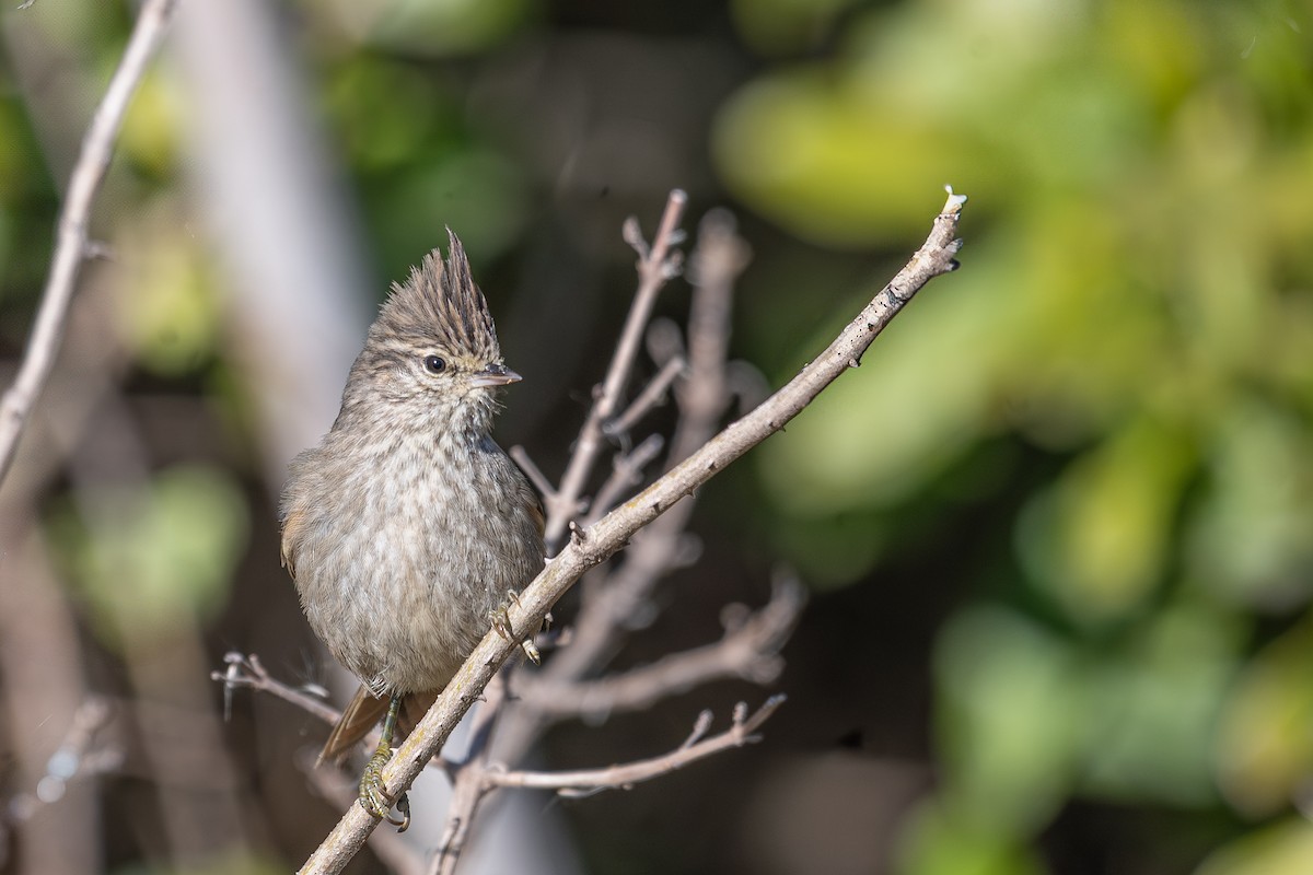 Tufted Tit-Spinetail - ML638108513