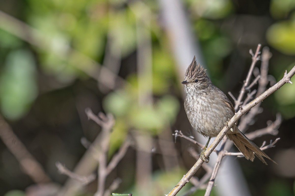 Tufted Tit-Spinetail - ML638108514