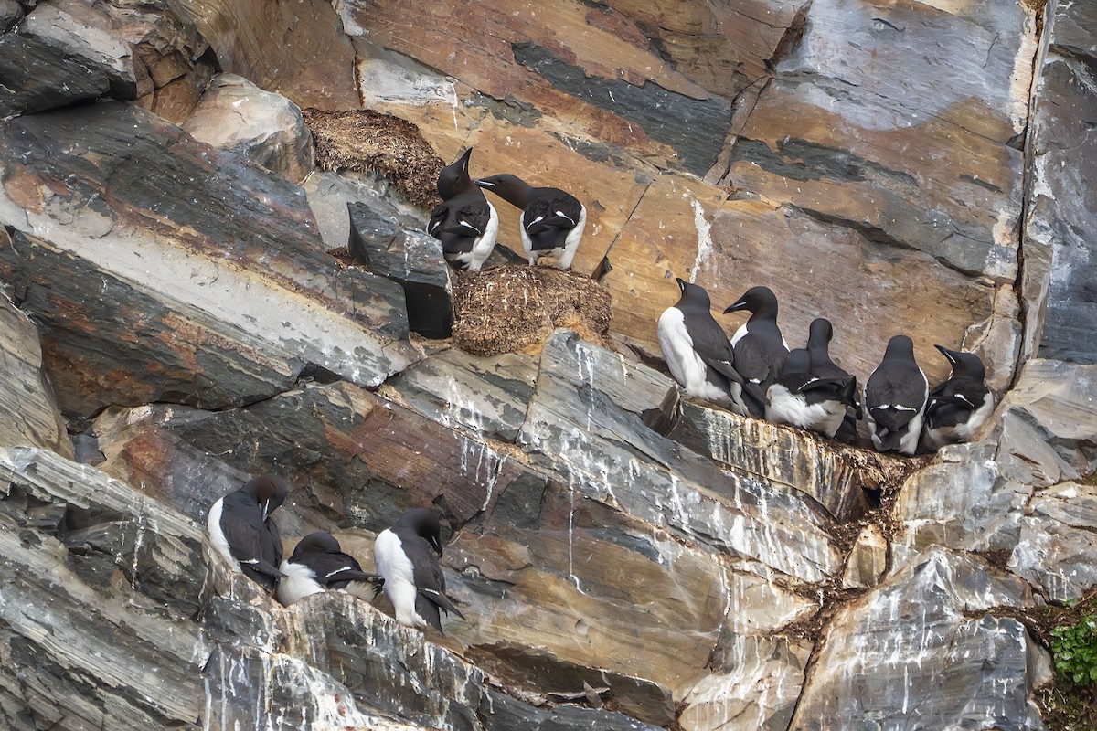 Thick-billed Murre - ML638108521