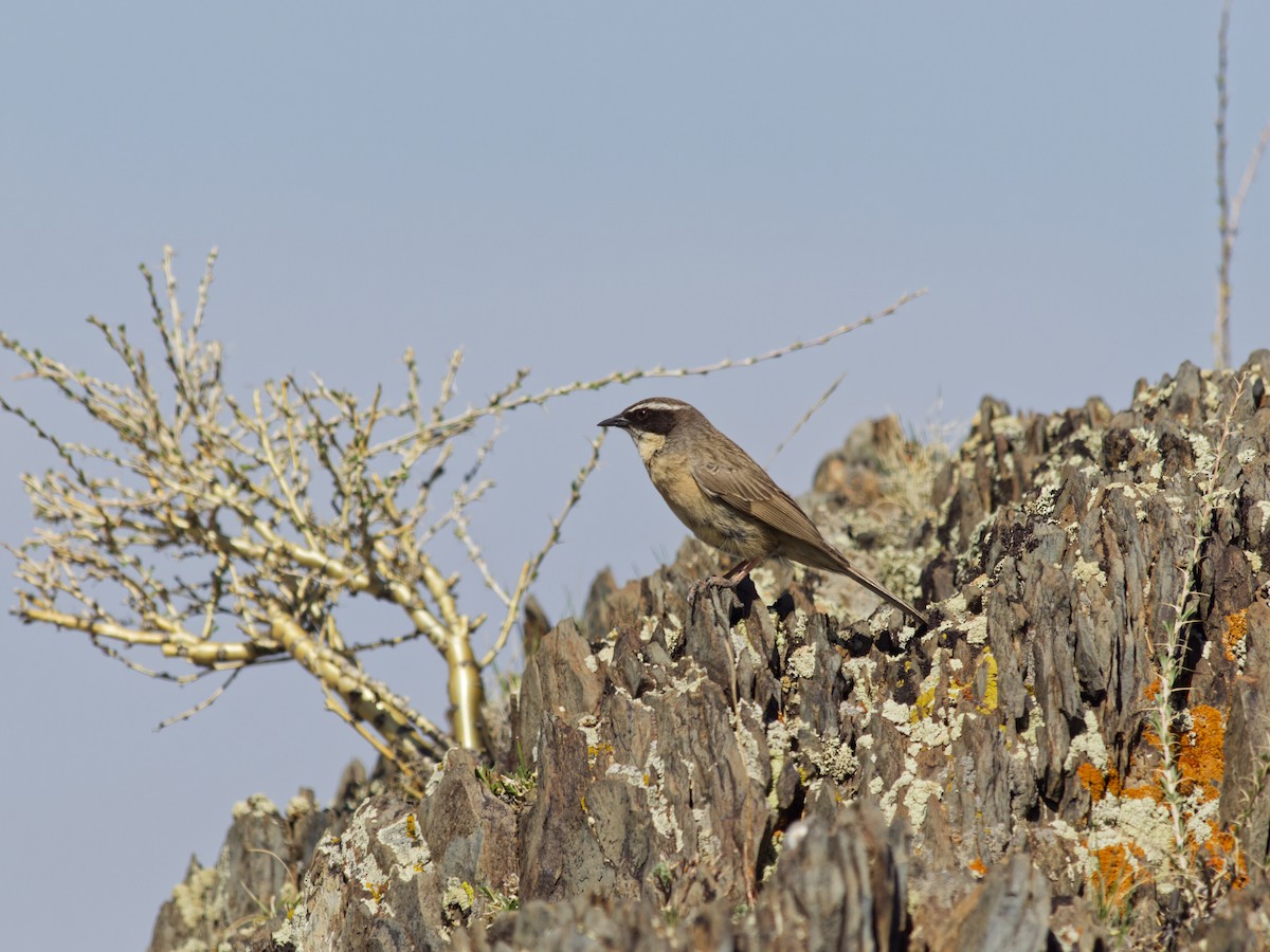 Brown Accentor - ML638108523
