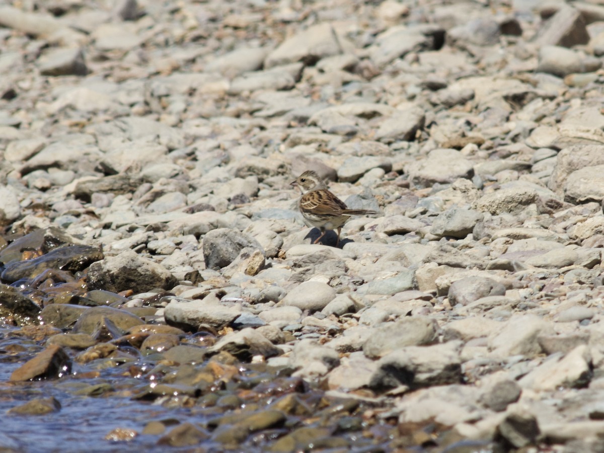 Black-faced Bunting - ML638108533
