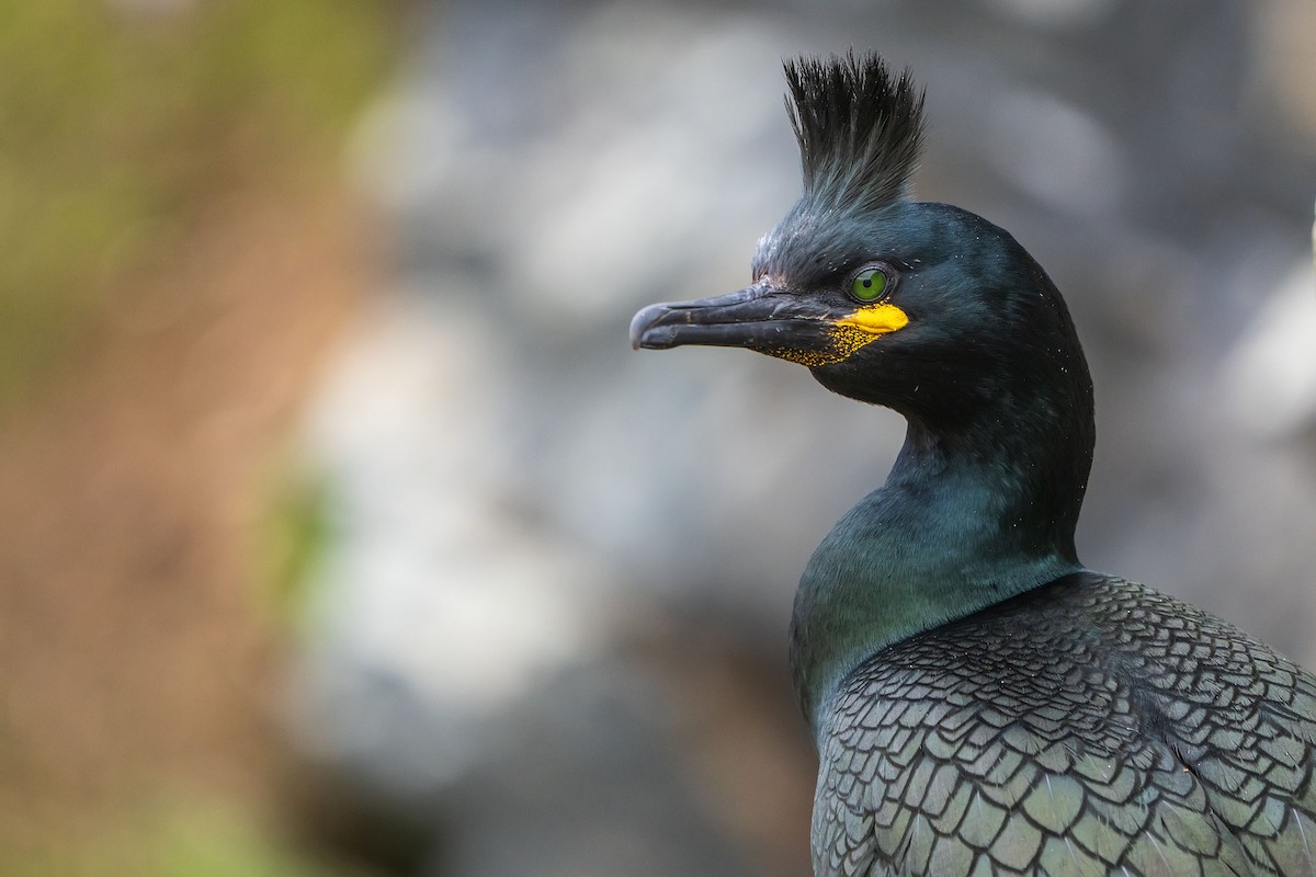 European Shag - ML638108550