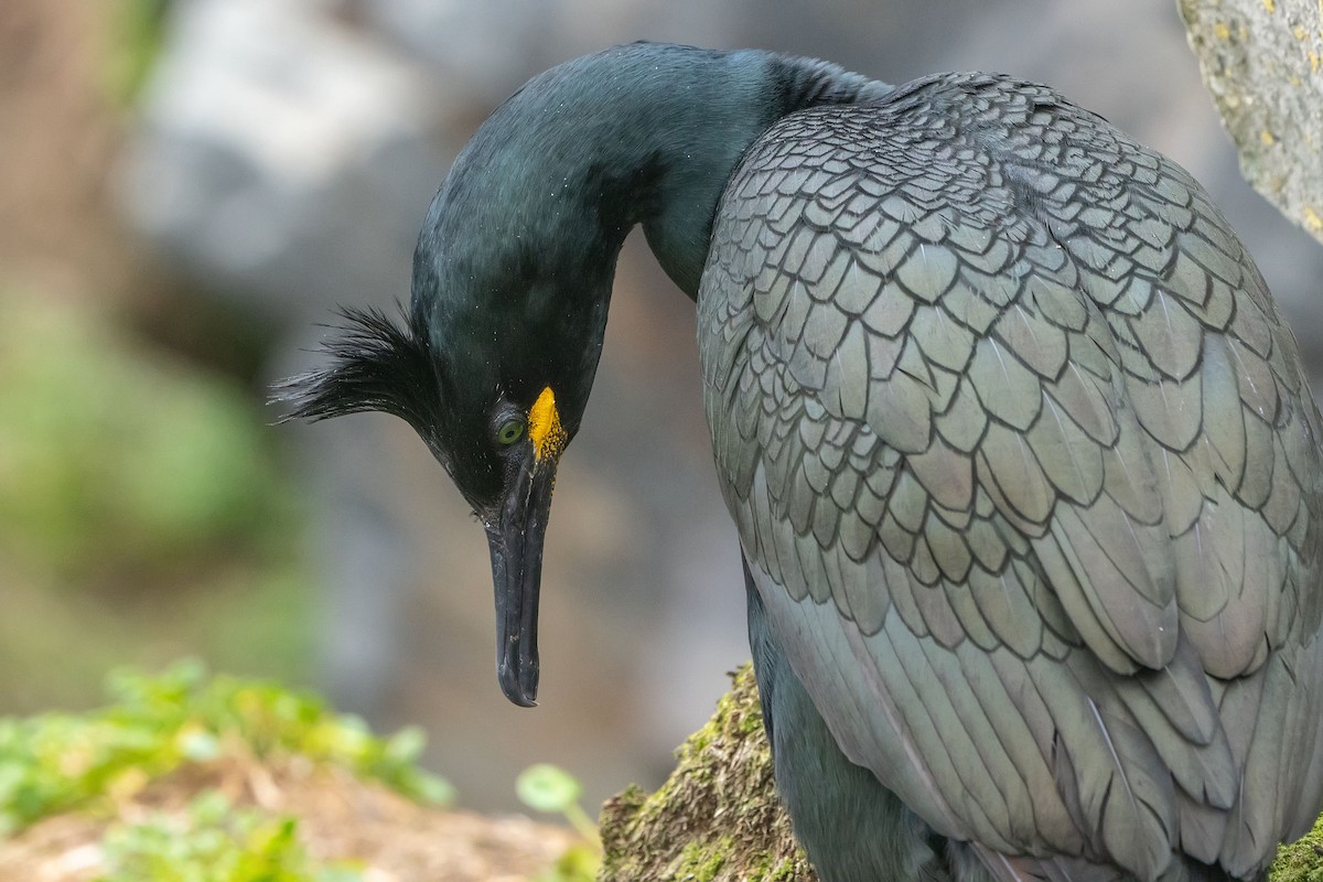European Shag - ML638108551