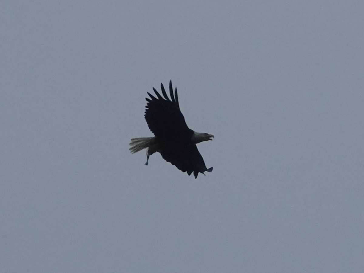 Bald Eagle - ML638108599