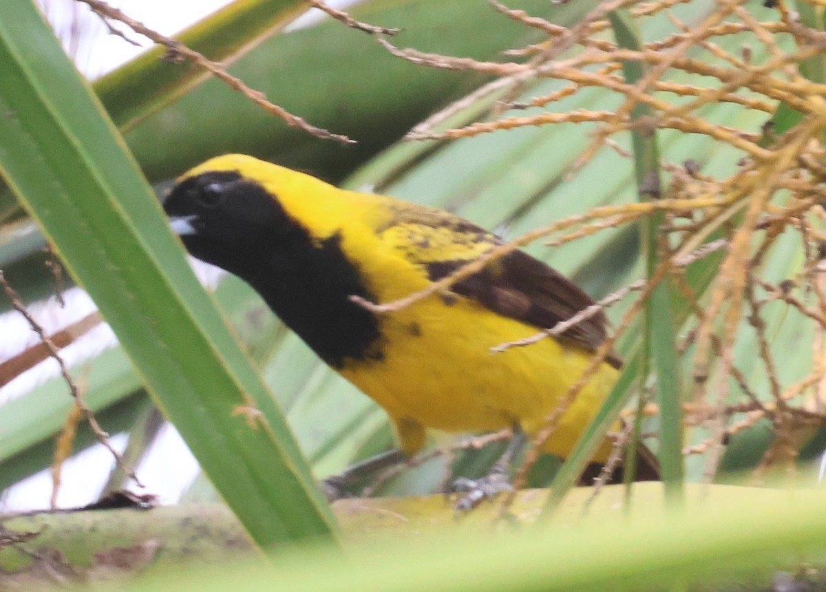 Black-cowled Oriole - ML638108606
